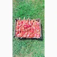 Продам цибулю шалот (кущівка, корчуха, сімейна)