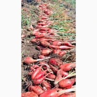 Продам цибулю шалот (кущівка, корчуха, сімейна)
