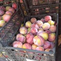 Продам шикарну сливу