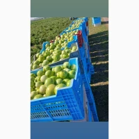 Продам зелёный помидор