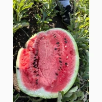 Продам кавун