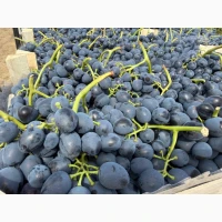 Продам виноград Молдавского происхождения