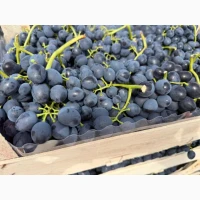 Продам виноград Молдавского происхождения
