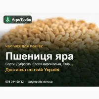 Продам насіння ярої пшениці - Дубравка, Елегія миронівська, Емір