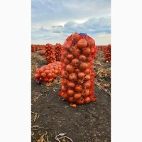 Продам цибулю Медуза