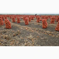 Продам цибулю Медуза
