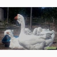 Гуси холмогоры