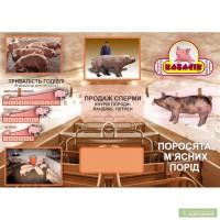 Фермерське госп-во продає поросята м ясних порід