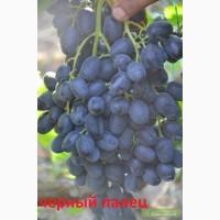 Черенки винограда к-ш Черный палец