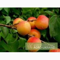 Продам абрикос Запорожская обл., г. Мелитополь