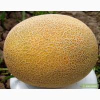 Продам оптом Дыню: Амал, Кредо, Раймонд... Крым г.Армянск