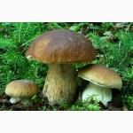Мицелий белого гриба ЖИВОЙ СВЕЖИЙ - качественный с гарантией