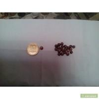 Продам красное сорго