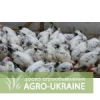 Продажа молодняка птиц Адлер серебристый