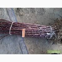 Подвой М9 продам