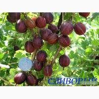 Саженцы крыжовника.