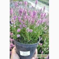Продам верески (16 сортів)