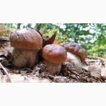 Грибница белого гриба - семена грибов для выращивания на приусадебном участке и помещении