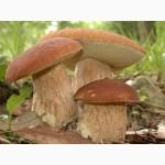 Грибница белого гриба - семена грибов для выращивания на приусадебном участке и помещении