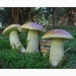 Грибница белого гриба - семена грибов для выращивания на приусадебном участке и помещении