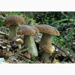 Грибница белого гриба - семена грибов для выращивания на приусадебном участке и помещении