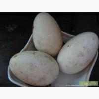 Продаю яйцо гусиное инкубационное