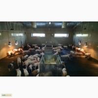 Продам поросята