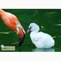Фламинго розовый - украшение вашего водоёма
