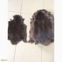 Продам шкуры Ондатры
