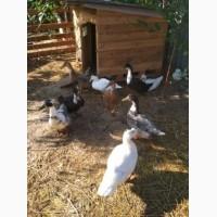 Продам мясо утки-Тушки утка домашняя-ГОТОВАЯ УТКА