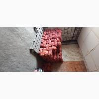 Продам моркву