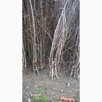 Фруктовые саженцы, виноградные саженцы для виноградников