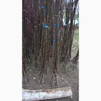 Фруктовые саженцы, виноградные саженцы для виноградников