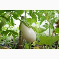 Баклажан белый семена (20 шт), насіння + инструкция + подарок