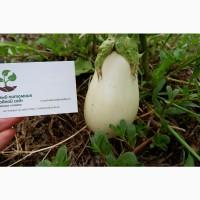 Баклажан белый семена (20 шт), насіння + инструкция + подарок