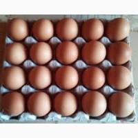 Продам яйца куриные С-1, С-2 свежие диетические