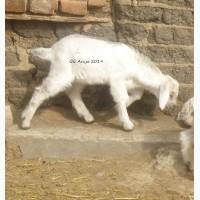 Продам козликов 75% нубийской крови