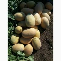 Продам товарную дыню с первых рук с поля