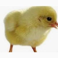 Продам инкубационное яйцо Бройлера
