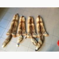 Куплю шкуру лисиці