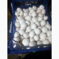 Шампіньйони