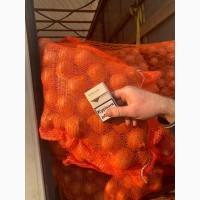 Продам Лук Калибр 5-7 фазированый сетка 10кг