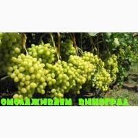 ДОБРИВО Стимулятор росту, імунітету рослин, захист від шкідників Дача