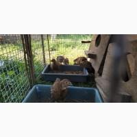 Фазани мисливські, фазанята, яйця фазанів