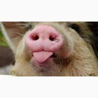 Мясо свинины Одесса купить