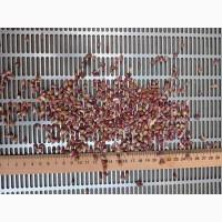 УВАГА!!! РОЗПРОДАЖ Посівний матеріал ВОЗДУШКА (повітряна кулька) ЛЮБАША, ДЮШЕС