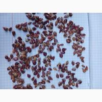 УВАГА!!! РОЗПРОДАЖ Посівний матеріал ВОЗДУШКА (повітряна кулька) ЛЮБАША, ДЮШЕС