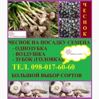 Посівний матеріал ВОЗДУШКА (повітряна кулька), ОДНОЗУБКА є вибір сортів