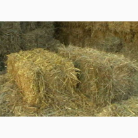 Люцерна луцарка сіно тюки продам