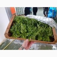 Итальянская компания надасть великий асортимент продуктов от зелени до фруктов и овощей по